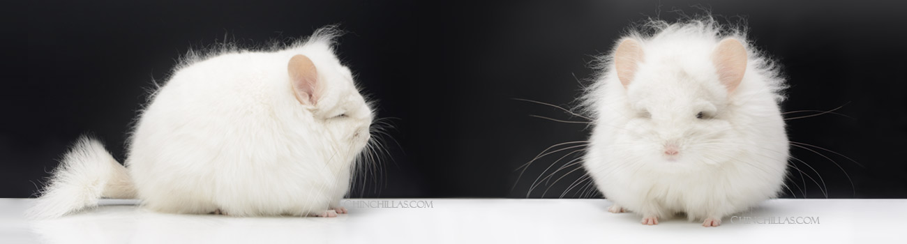 Feature Image for The History of the Royal Persian Angora Chinchilla